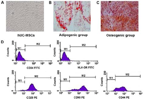 Morphology And Differentiation Potential And Surface Antigens Of