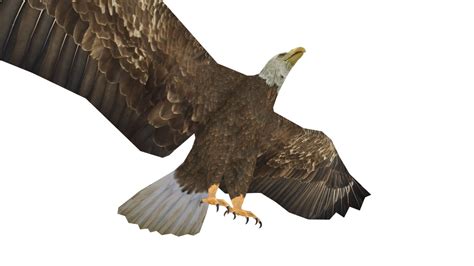 Eagle 3d Model By [d293aaa] Sketchfab