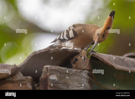 Hoopoe Upupa epops هدهد feeding nestlings with Prey This bird is