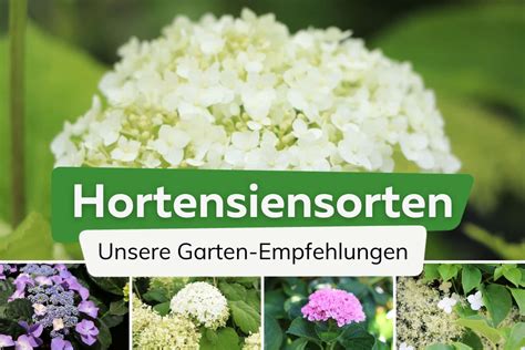 Hortensiensorten Hortensien Arten F R Jeden Garten