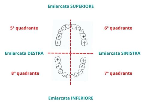 Numerazione Denti Come Si Contano I Denti