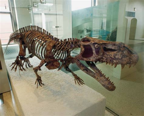 Prestosuchus Skull