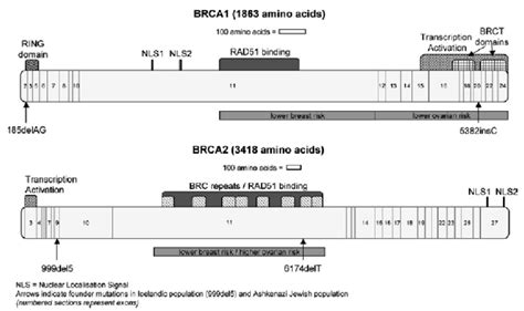 The BRCA1 and BRCA2 genes, showing some functional domains and founder ... 
