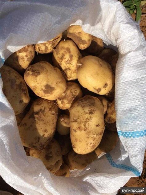 Ранний картофель: сорокодневка