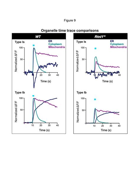 Model Of Effect Of Rtnl Loss On Presynaptic Er Network And Synaptic