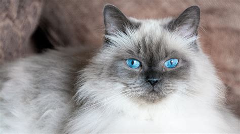 10 fluffy cat breeds to cuddle up to | PetsRadar