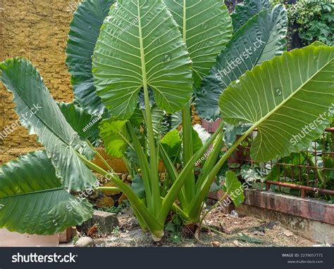 Bira Alocasia Macrorrhizos Edible Plantbira Known Stock Photo ...