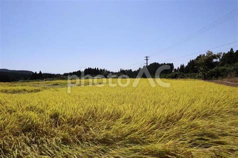 秋に黄金色に実った稲穂の田んぼの風景 No 22593646｜写真素材なら「写真ac」無料（フリー）ダウンロードok