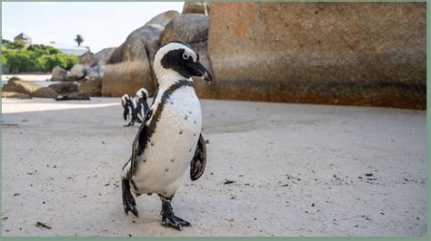 Can You Hug a Penguin? (Quick 5 Minute Read!) | Animal Reads