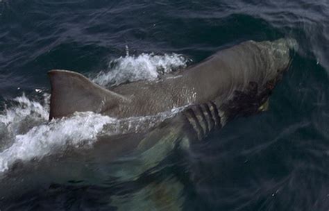 Heroes and Monsters: The Great White Shark from Jaws II