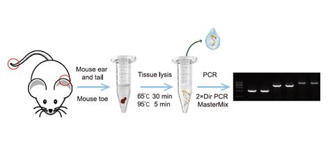 Best Mouse Tissue Direct Pcr Kit Manufacturer And Factory Hongyu