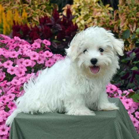 Maltese Puppies for Sale (Cute, Smart, & Healthy) | VIP Puppies