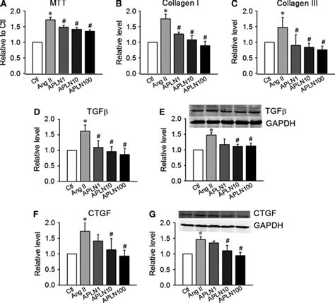 Apelin 13 Inhibits Angiotensin II Induced Fibrotic Responses Via