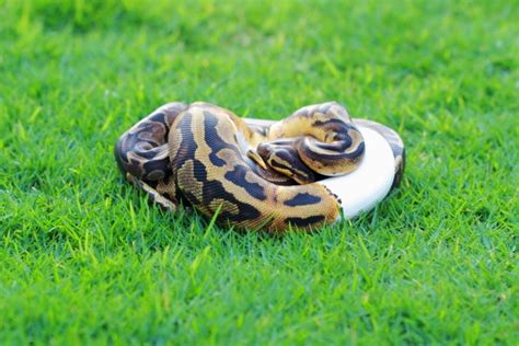 GHI Ball Python Morph: Pictures, Traits, Care Guide & More! | Pet Keen