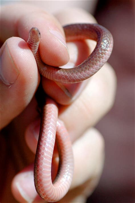 PA HERP IDENTIFICATION » Eastern Wormsnake