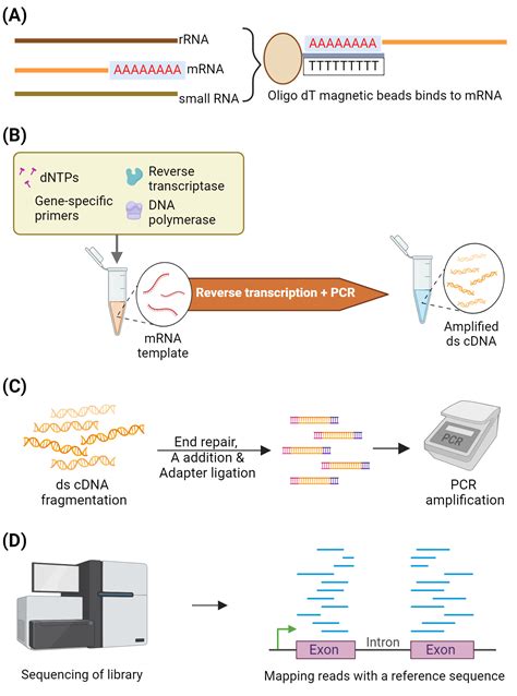 RNA-Seq | BioRender Science Templates