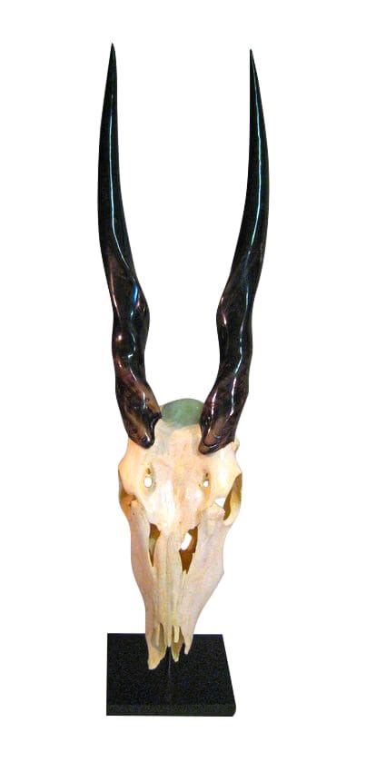 Eland Skull