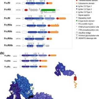 (PDF) Glycosylation and Fc Receptors