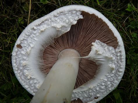 Agaricus Arvensis Guía Completa De Identificación De Hongos