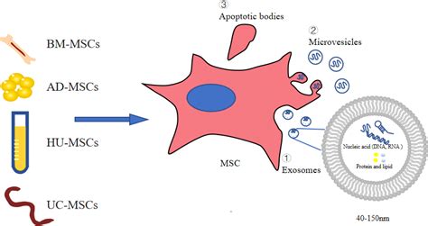 Frontiers An Overview Of The Efficacy And Signaling Pathways