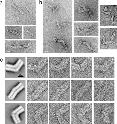 Structural Insights Into Influenza A Virus Ribonucleoproteins Reveal A