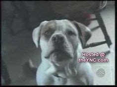 This never fails to make me smile. Originally on AFV I believe. Talking Dog, Talking Animals ...