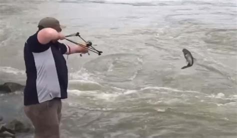 Video Slingbow Fisherman Catches Large Asian Carp Outdoorhub