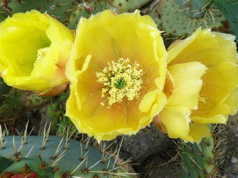 Cactus Flower Yellow · Free Photo On Pixabay