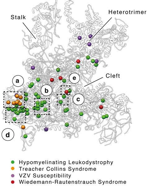 Researchers Map A Fundamental Enzyme Human Technopole