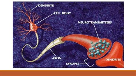 Clasificación De Los Neurotransmisores Ppt