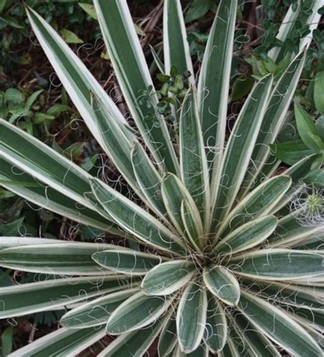 Yucca Filamentosa Ivory Tower Variegated Adam S Needle CANADA