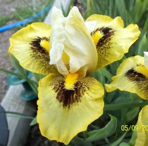 Ab Iris Germanica Nefret Smith Iris Flowers Flowers Plants