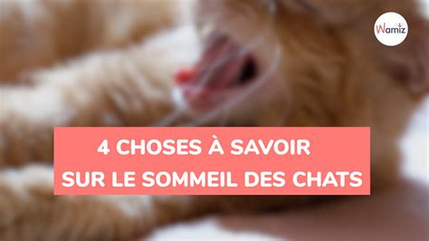 5 Choses à Savoir Sur Le Sommeil Des Chats