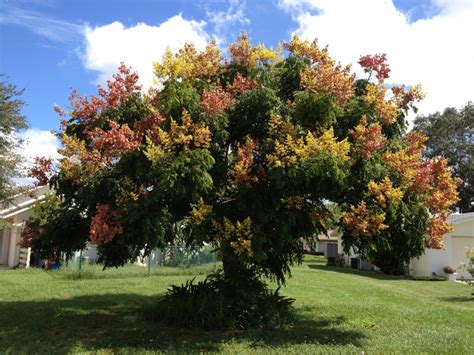 Golden Rain Tree Has Fall Colors In Venice Fl