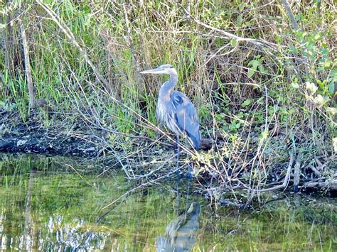 Great Blue Heron Florida Free Photo On Pixabay Pixabay