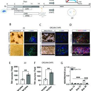 Human Ipscs Can Be Differentiated In Dopaminergic Neurons A