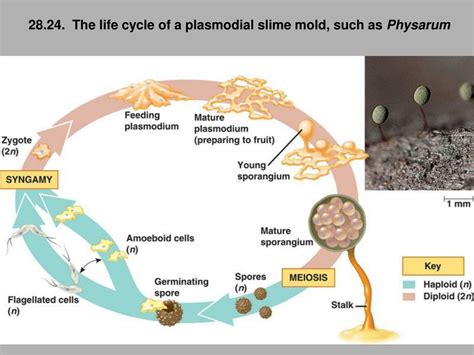 Plasmodial Slime Mold Life Cycle