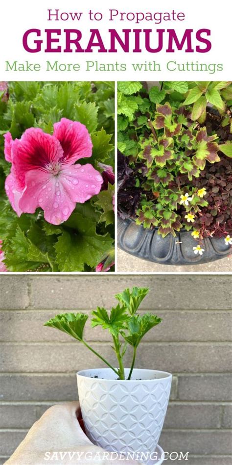 How to Propagate Geraniums: Taking Cuttings to Make New Plants