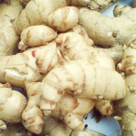 Jual PROMO KUNYIT TEMU PUTIH SEGAR 1KG CURCUMA ZEDOARIA HERBAL