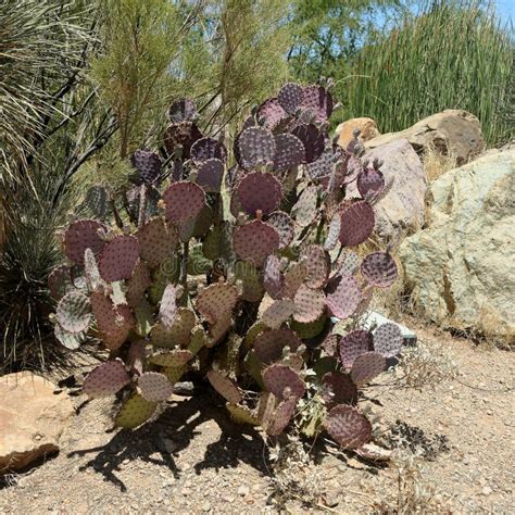 Prickly Pear Cactus in Southern Arizona Stock Photo - Image of ...