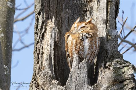 Petit Duc Macul De Forme Rousse Eastern Screech Owl Red H Flickr