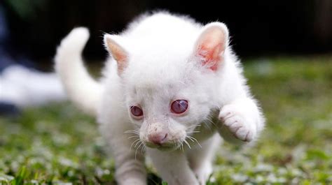 Rare albino puma cub discovered and rescued in Colombia | Climate ...