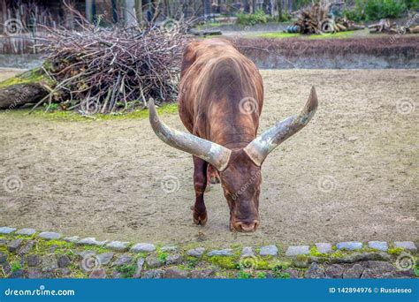 Ankole Watusi stock photo. Image of beef, field, bovine - 142894976