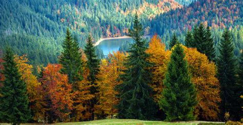 ECOSISTEMAS DE MÉXICO BOSQUE DE CONÍFERAS