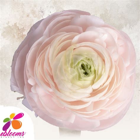 Ranunculus Blush Pink Ebloomsdirect Eblooms Farm Direct Inc