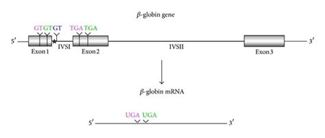 A Schematic Representation Of The Human Globin Gene And Mrna The