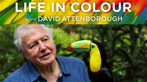 Life In Colour With David Attenborough YouTube