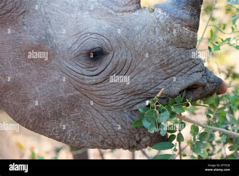 Kariba dam project hi-res stock photography and images - Alamy