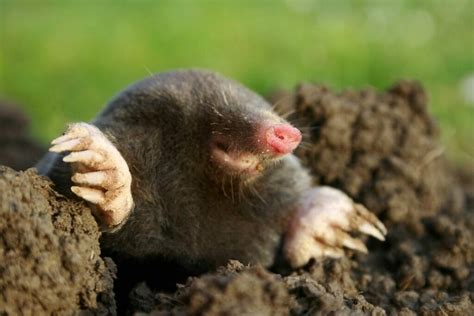 Marsupial Mole - Facts, Diet, Habitat & Pictures - Cool Wood Wildlife Park