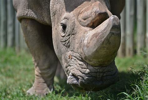 Northern White Rhinos Facing Extinction | Here & Now